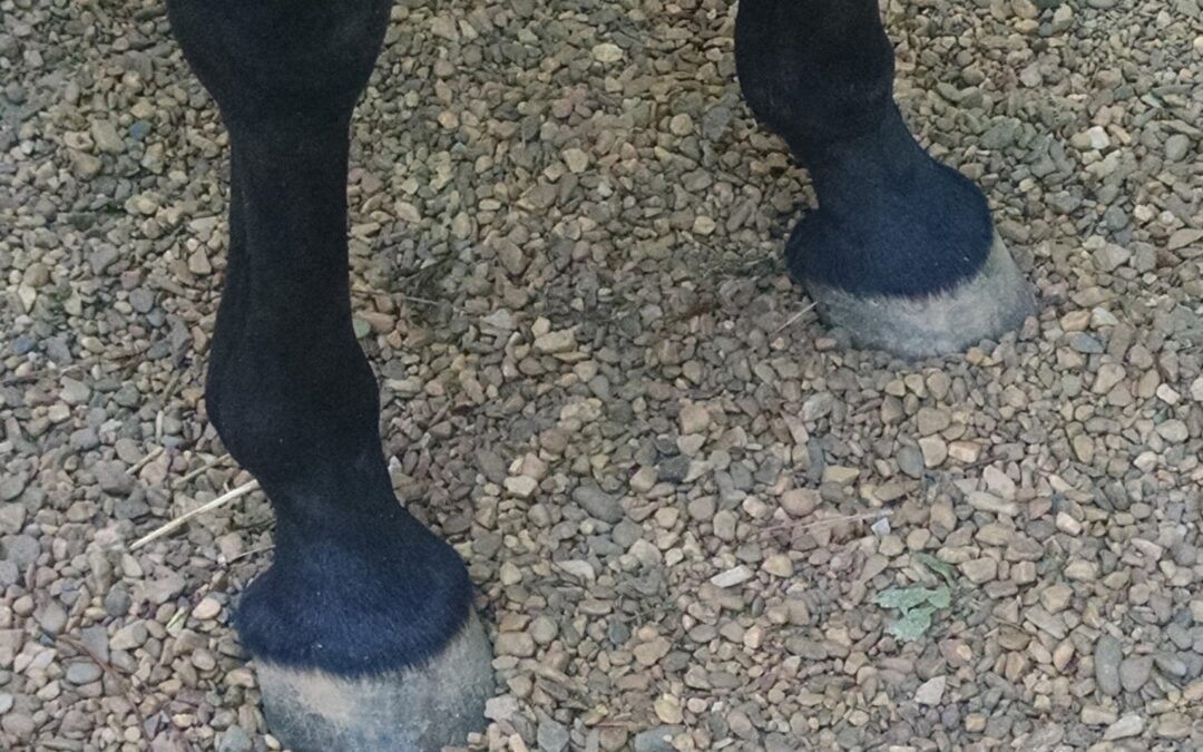 Rocks for the Health of your Barefoot Horse