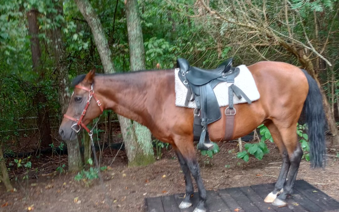 Horse standing with saddle on