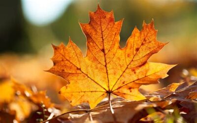 GrandPop, Lisa and Fall Colors