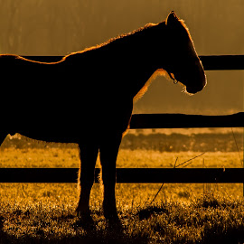 Twilight scene. Horse alone at fence.