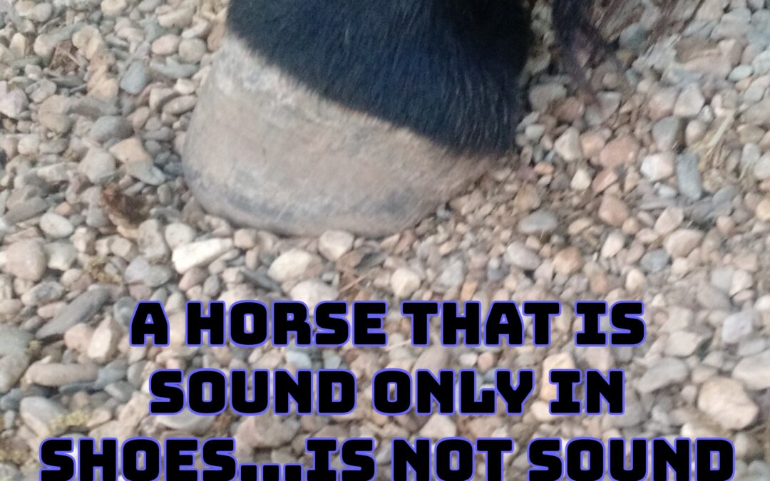 A horse that is sound in shoes