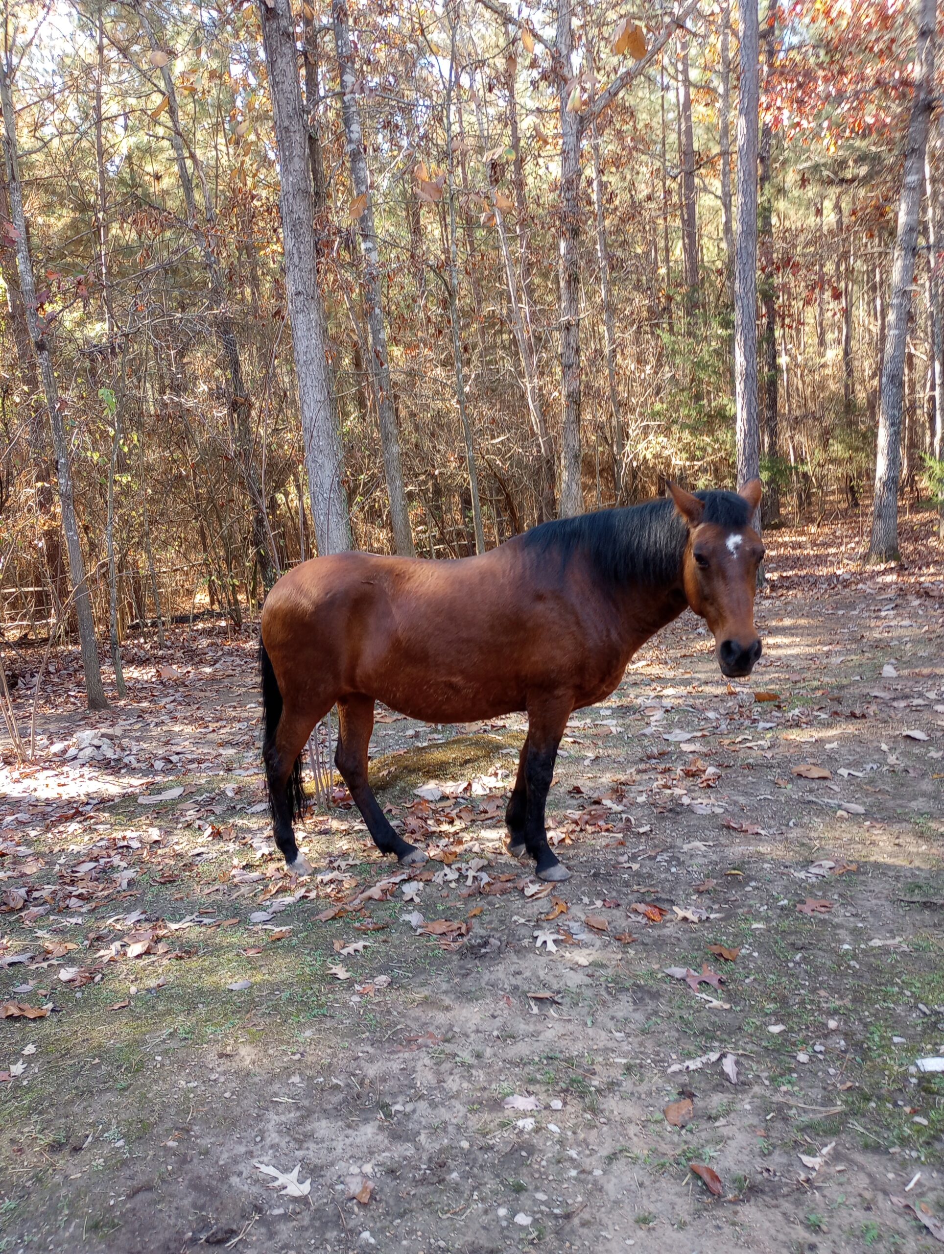 To Blanket or Not To Blanket My Horse Dutch Henry