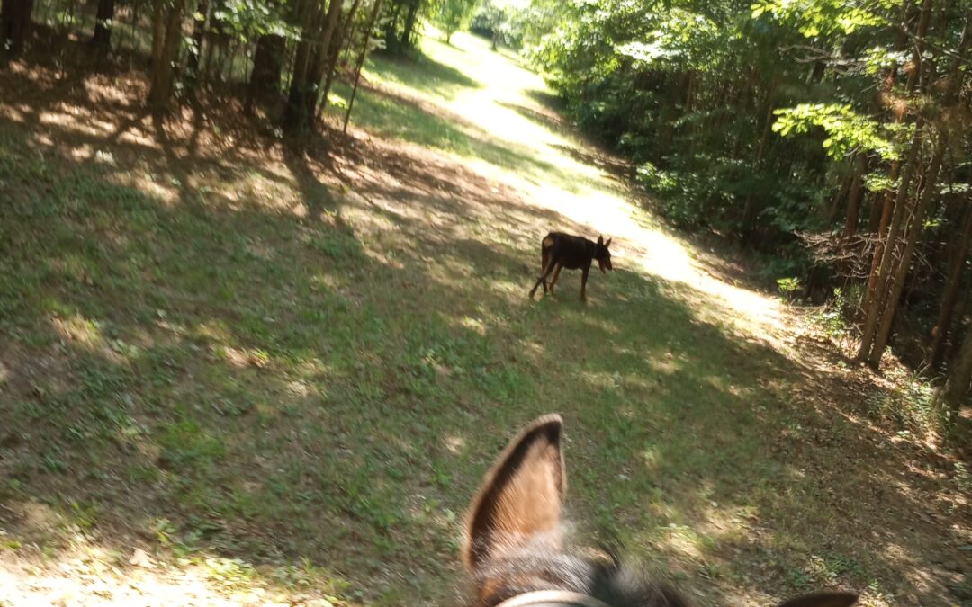 View of trail between horse's ears. Dog on trail ahead.
