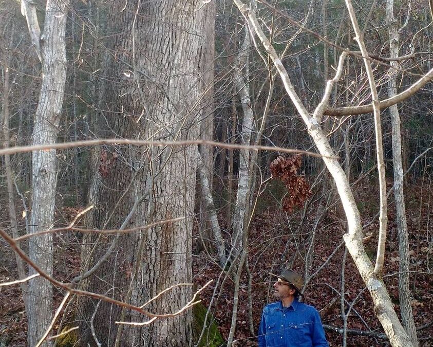 MAN STANDING BY TALL OAK IN WOODS