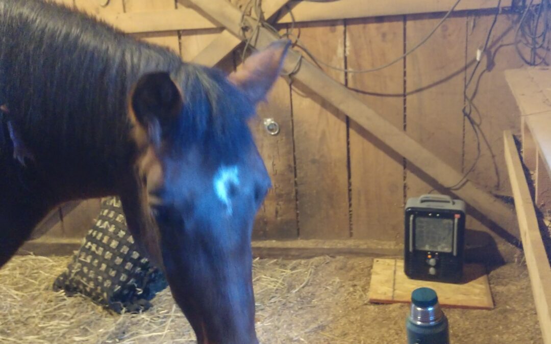 Horse in Barn looking at chair