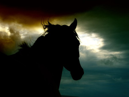 HORSE SHADOW IN CLOUD