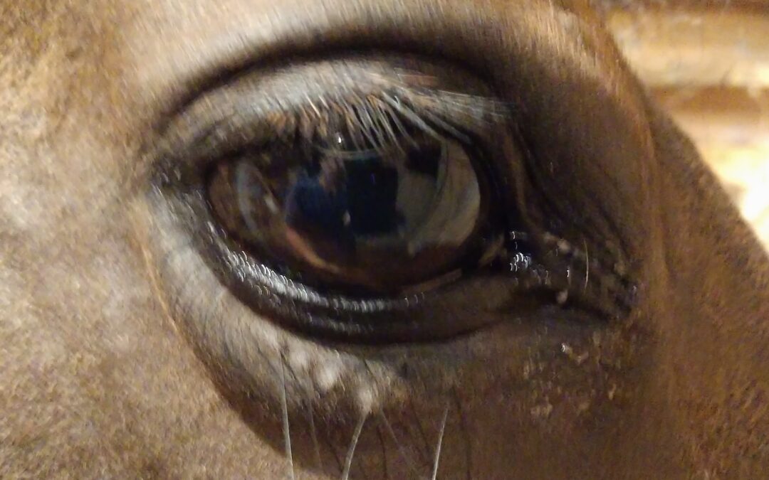 Horse's eye close up looking back at you