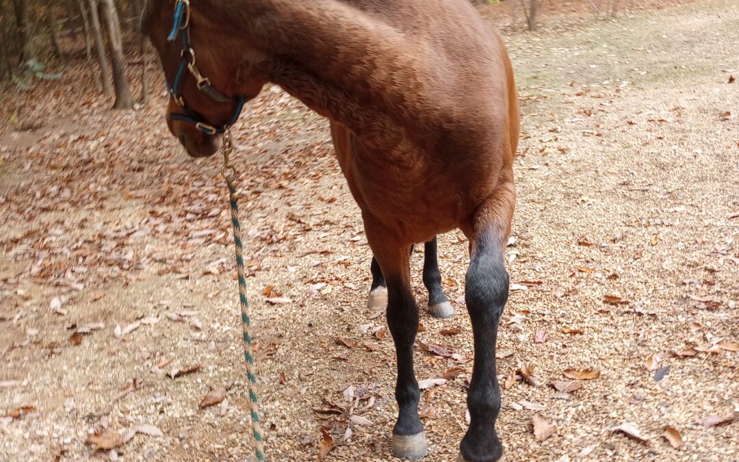 TRANSITIONING A HORSE TO BAREFOOT