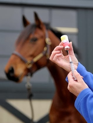 Horse and hand interjecting vaccination