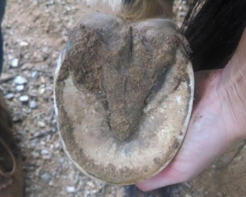 BEAUTIFUL SOLE OF A HEALTHY HORSE