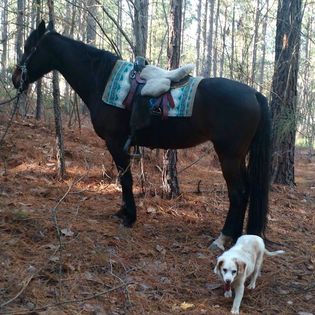 My horse Kessy standing on trail in woods with A Dog Named Saturday