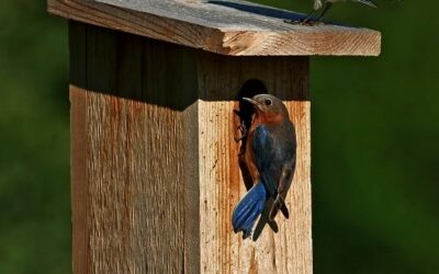 START A BLUEBIRD TRAIL