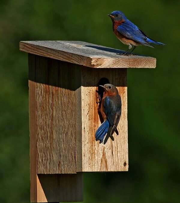 BLUE BIRDS ON NEST BOX