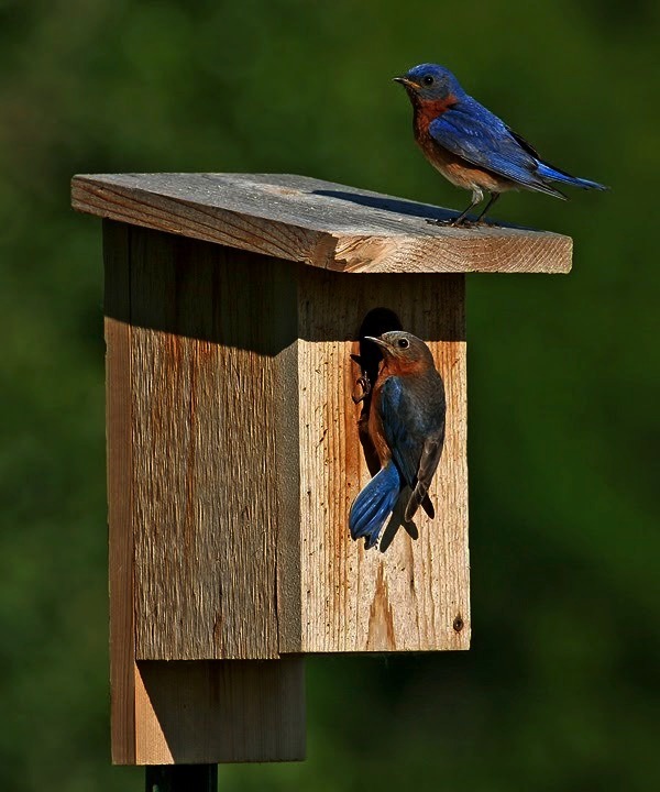 START A BLUEBIRD TRAIL | Dutch Henry