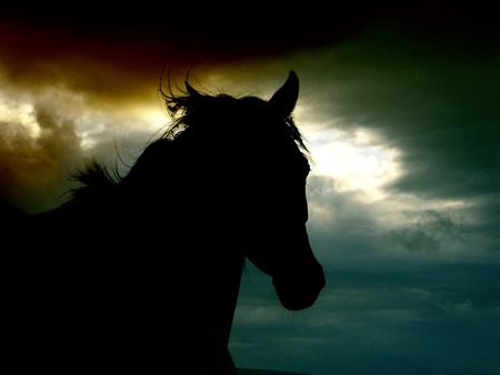 Our Dreams and Memories of Horses We’ve Known