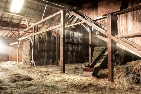 Making Decisions inside barn