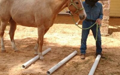 HELP YOUR HORSE FIND HER FEET