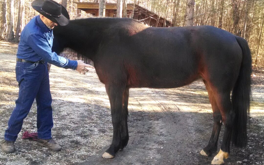 FUN EXERCISE TO “UNSTUCK” YOUR HORSE-ROCK BACK