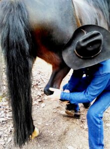 HIP CIRCLE RELEASE – RELEASE YOUR HORSE’S POWER