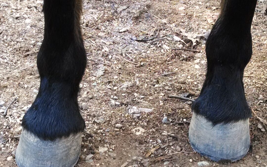 WHEN WE LOOK AT A HORSE’S HOOF