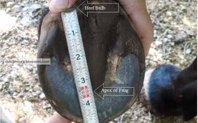 TIPS FOR TRIMMING YOUR BAREFOOT HORSE