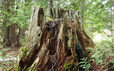 THE OLD GNARLED STUMP