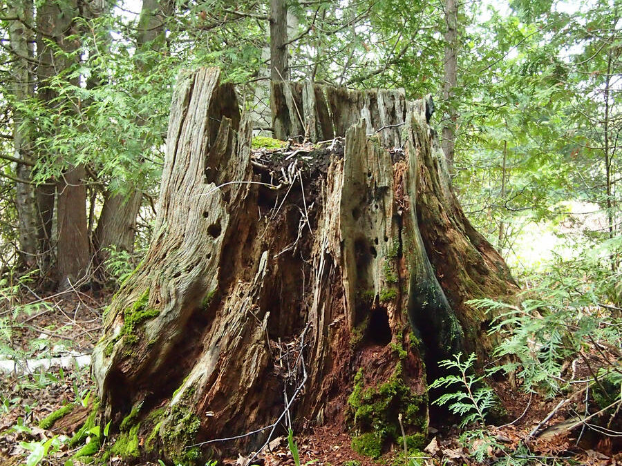 THE OLD GNARLED STUMP