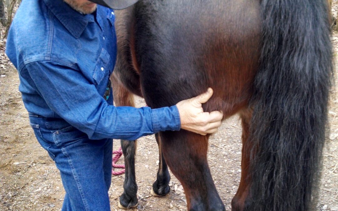 RELEASING TENSION IN HORSES BACK END, Piano Wire release