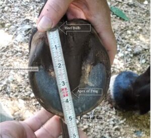 Measure the toe length