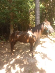 My horse standing in the sun, Dutch Henry