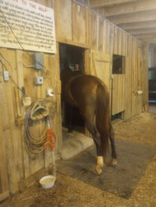 LIZZY LOOKING FOR ME IN TACK ROOM 