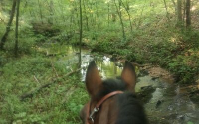 RAVINE TRAIL