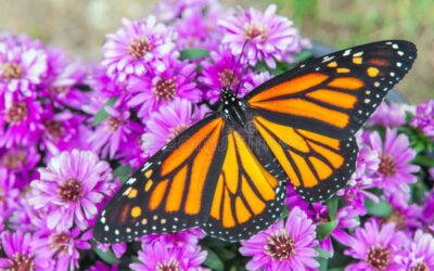 MONARCHS & MUD PUDDLES