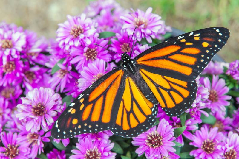 MONARCHS & MUD PUDDLES, Dutch Henry