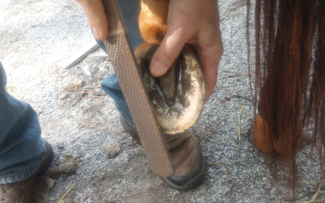 HOOF ISSUES – A RESULT OF HUSBANDRY