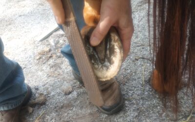 HOOF ISSUES – A RESULT OF HUSBANDRY