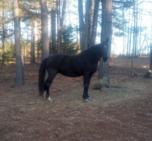 My Mare Lizzy - Great Posture