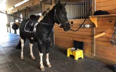 NO HORSE SHOULD EVER BE TIED IN A CROSS TIE ~
