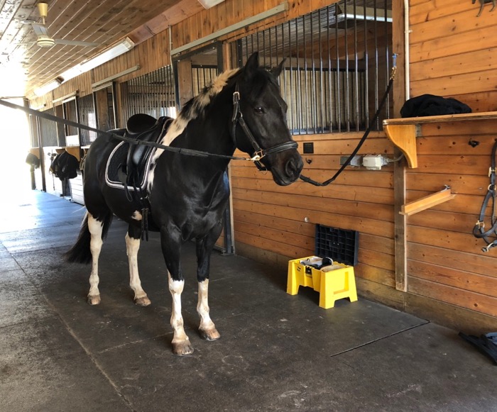 NO HORSE SHOULD EVER BE TIED IN A CROSS TIE ~