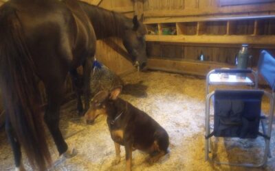 HOW MUCH EXTRA HAY IN WINTER