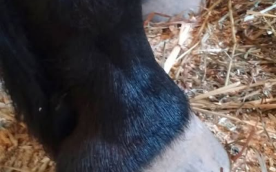 WHEN WE LOOK AT A HORSE’S HOOF