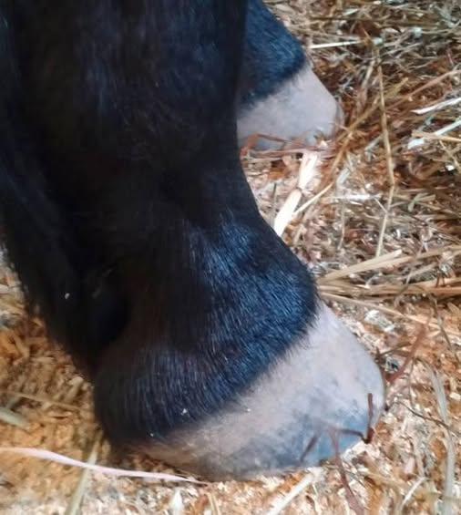 WHEN WE LOOK AT A HORSE’S HOOF