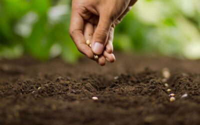 SEEDS – DEVOTIONAL