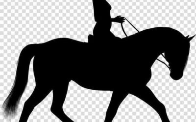 HOW DO RIDERS BREAK DOWN THEIR HORSE’S POSTURE