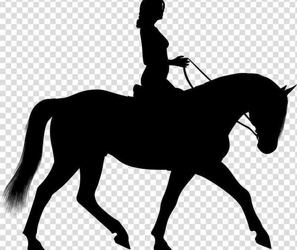 HOW DO RIDERS BREAK DOWN THEIR HORSE’S POSTURE