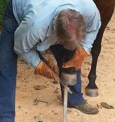 BAREFOOT HOOF TRIMMING 101