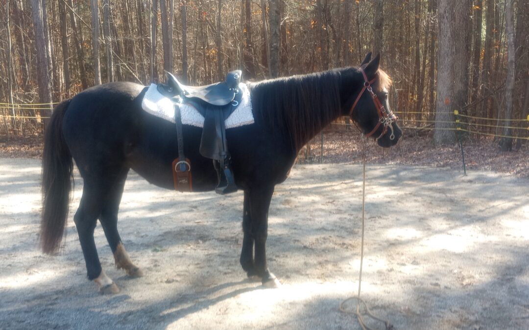 MAINTAIN CORRECT EQUINE POSTURE