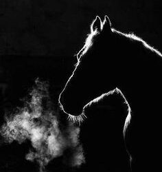 OUR MEMORIES AND DREAMS OF HORSES WE’VE KNOWN