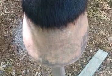 LEARNING TO TRIM YOUR HORSE’S HOOVES