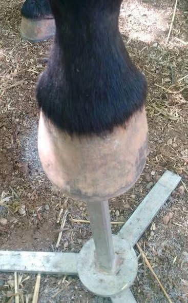 LEARNING TO TRIM YOUR HORSE’S HOOVES